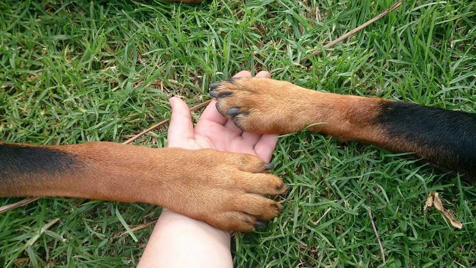 A helping paw S & N Pet Services 