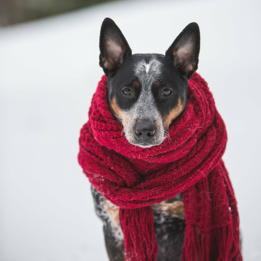 Dog during winter