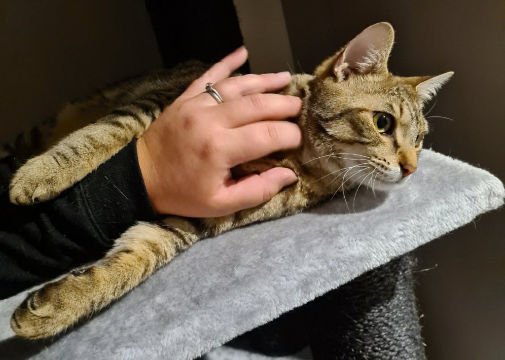 Southern highlands pet sitter