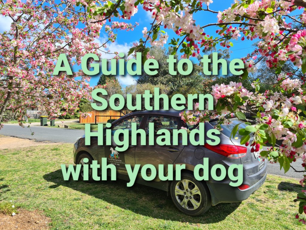 Southern highlands dog guide