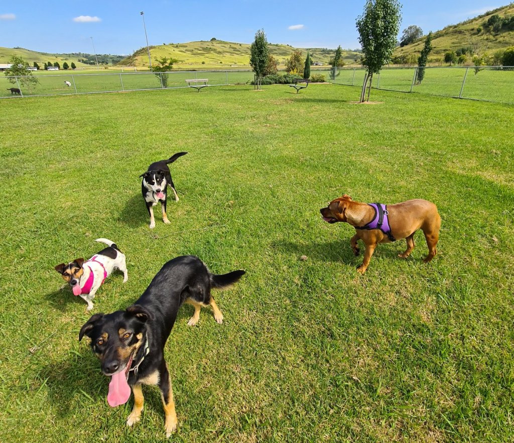 Dog park visits southern highlands 