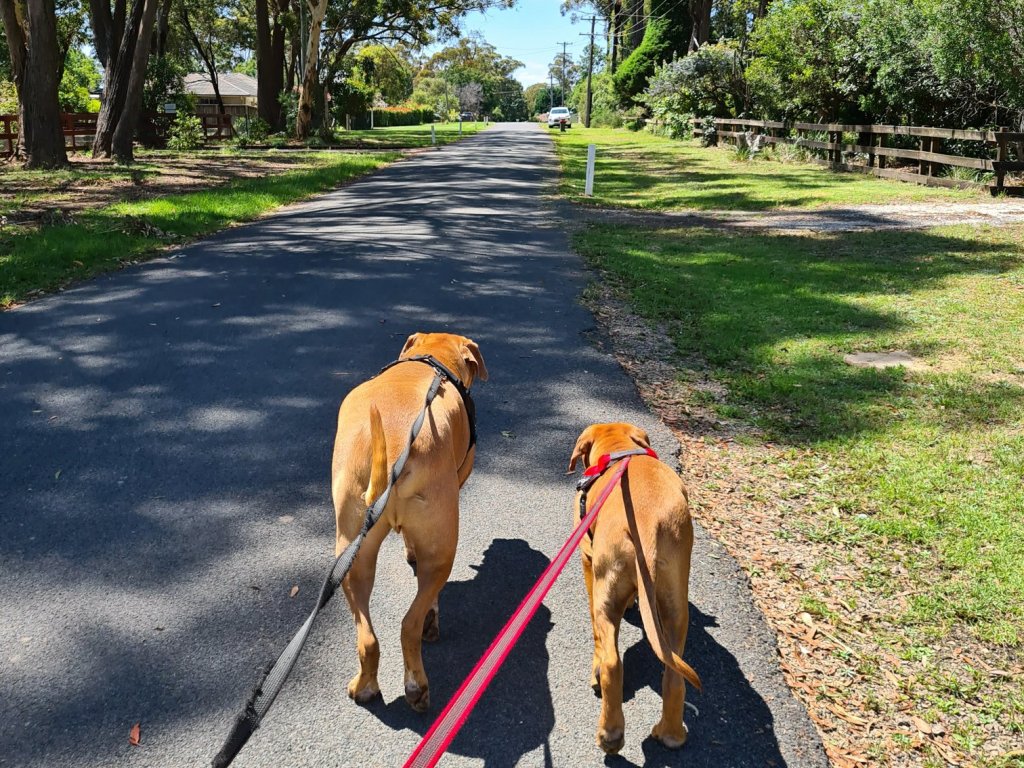 Dog Walking Southern highlands 