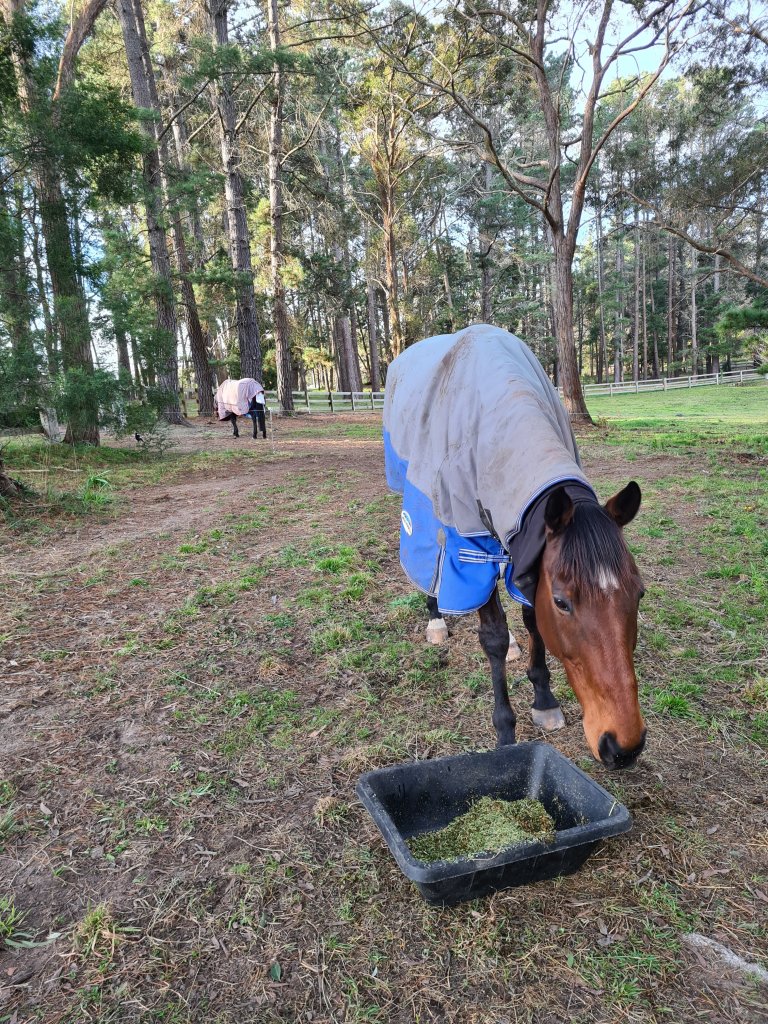 Equine care southern highlands 